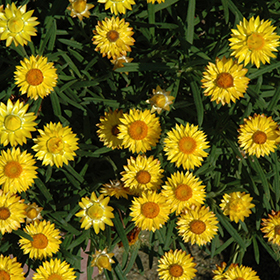 Plant Photo 7
