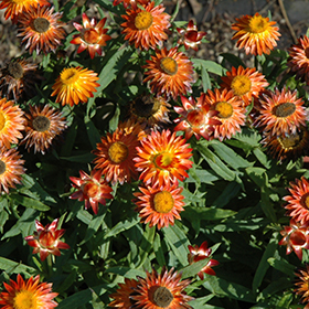 Plant Photo 5