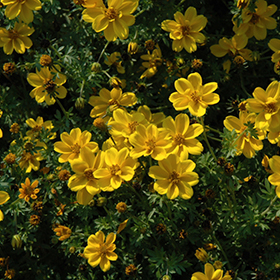 Plant Photo 10