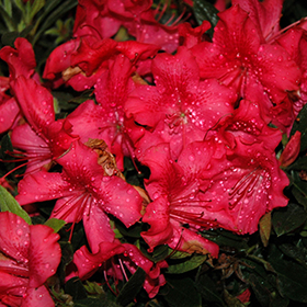 Plant Photo 1