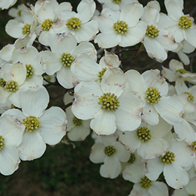 Plant Photo 5