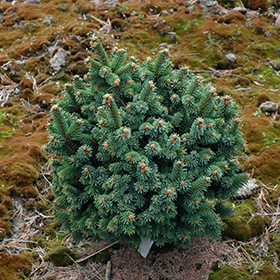 Plant Photo 7