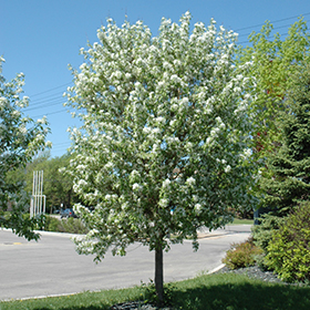 Plant Photo 6