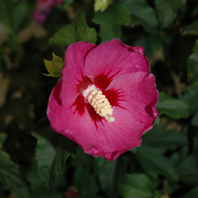 Plant Photo 5