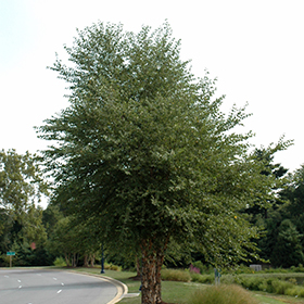 Plant Photo 2