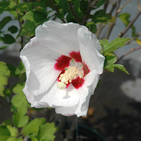 Plant Photo 3