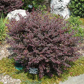 Plant Photo 3