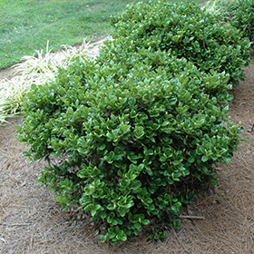 Plant Photo 1