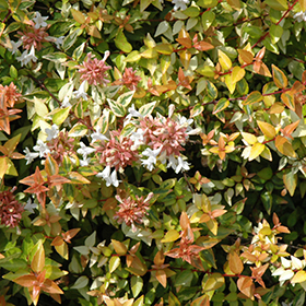 Plant Photo 5