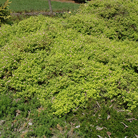 Plant Photo 5