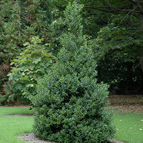 Plant Photo 9