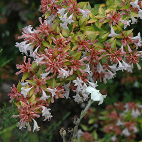 Plant Photo 4