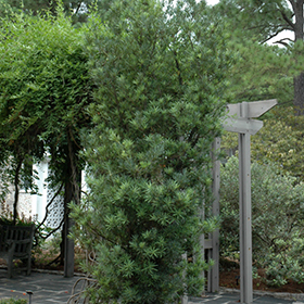 Plant Photo 2