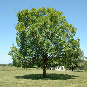 Plant Photo 3