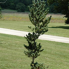 Plant Photo 4