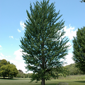 Plant Photo 10