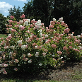 Shrub Photo