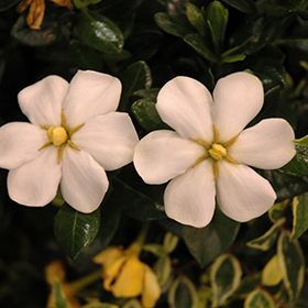 Plant Photo 9