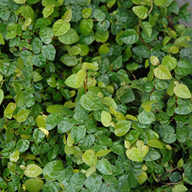 Plant Photo 4