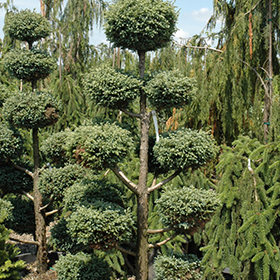 Plant Photo 3