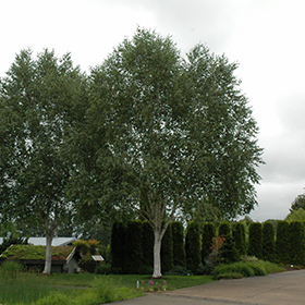 Plant Photo 4
