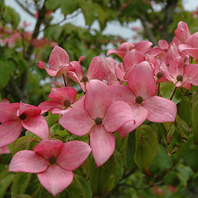 Plant Photo 1