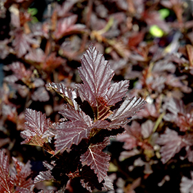 Plant Photo 6