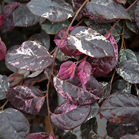 Plant Photo 8