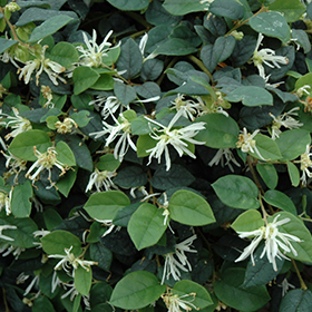 Plant Photo 7