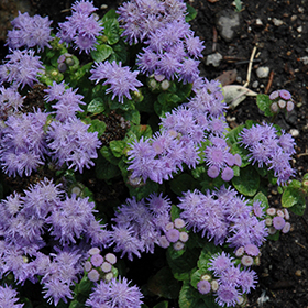 Plant Photo 9