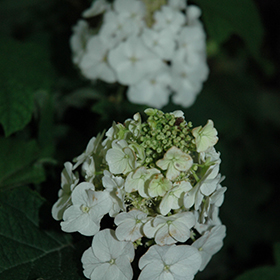 Plant Photo 6