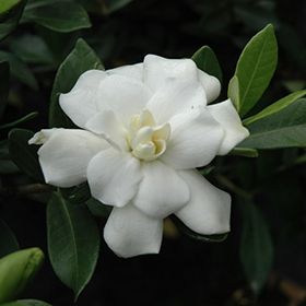 Plant Photo 5