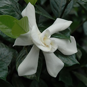 Plant Photo 3