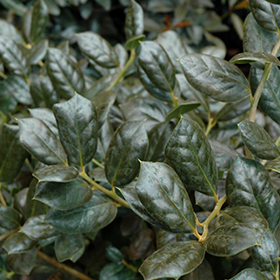 Plant Photo 10