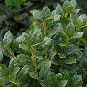 Plant Photo 2