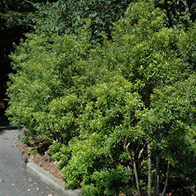 Plant Photo 10