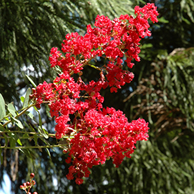 Plant Photo 8