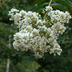 Plant Photo 8