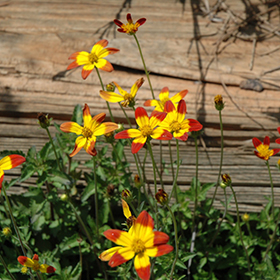 Plant Photo 2