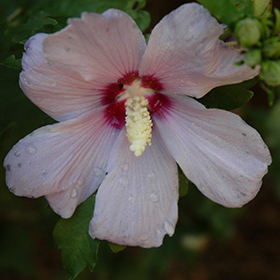 Plant Photo 10