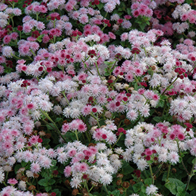 Plant Photo 3
