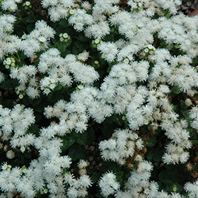 Plant Photo 4