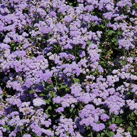 Plant Photo 5