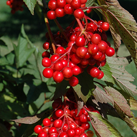Plant Photo 2