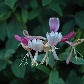 Plant Photo 9