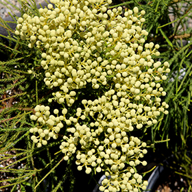 Plant Photo 3
