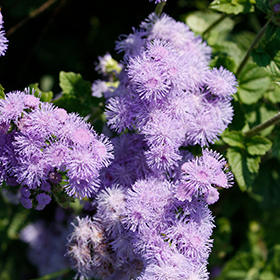Plant Photo 10