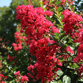 Plant Photo 2