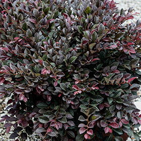 Plant Photo 7