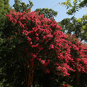 Plant Photo 7